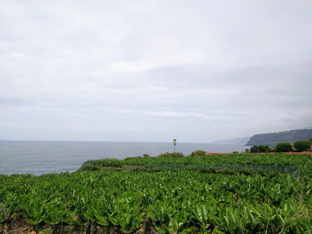 Bananeraie près de Puerto de la Cruz