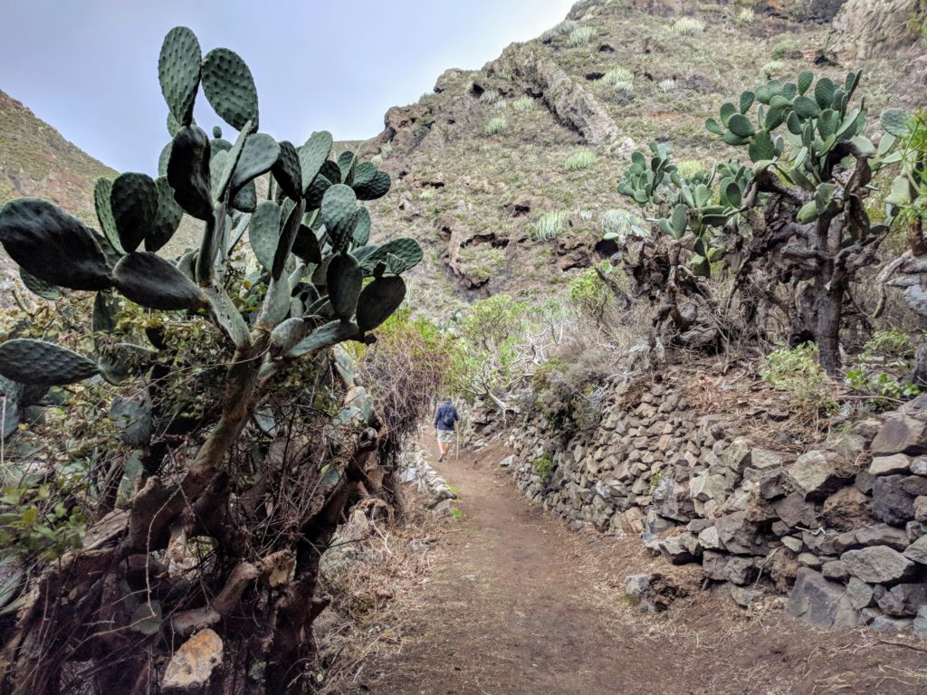 Sentier de randonnee et cactus - Anaga