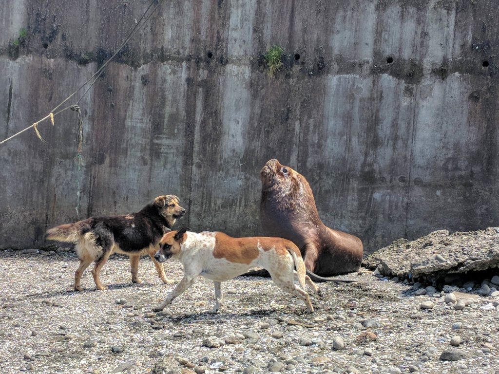 Lion de mer et chiens - Puerto Montt