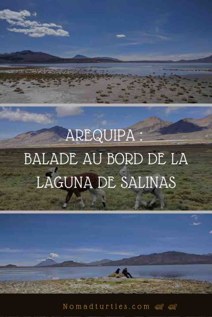 Arequipa, balade au bord de la Laguna de Salinas - Nomad Turtles