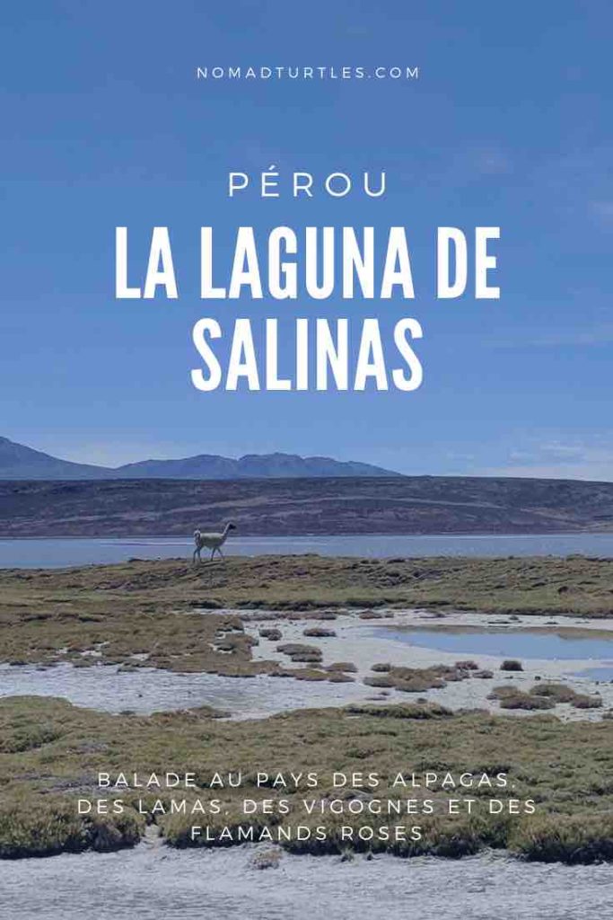 La Laguna de Salinas, balade au pays des alpagas, des lamas, des vigognes et des flamands roses - Nomad Turtles