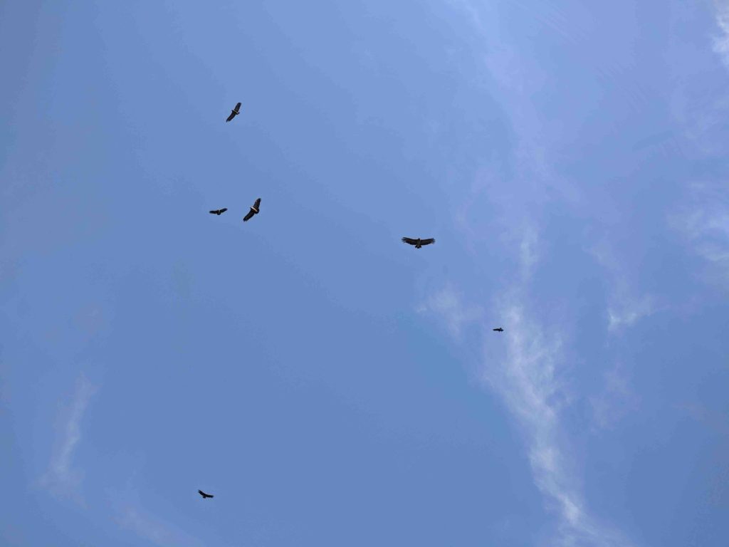 plusieurs condors volant dans le ciel