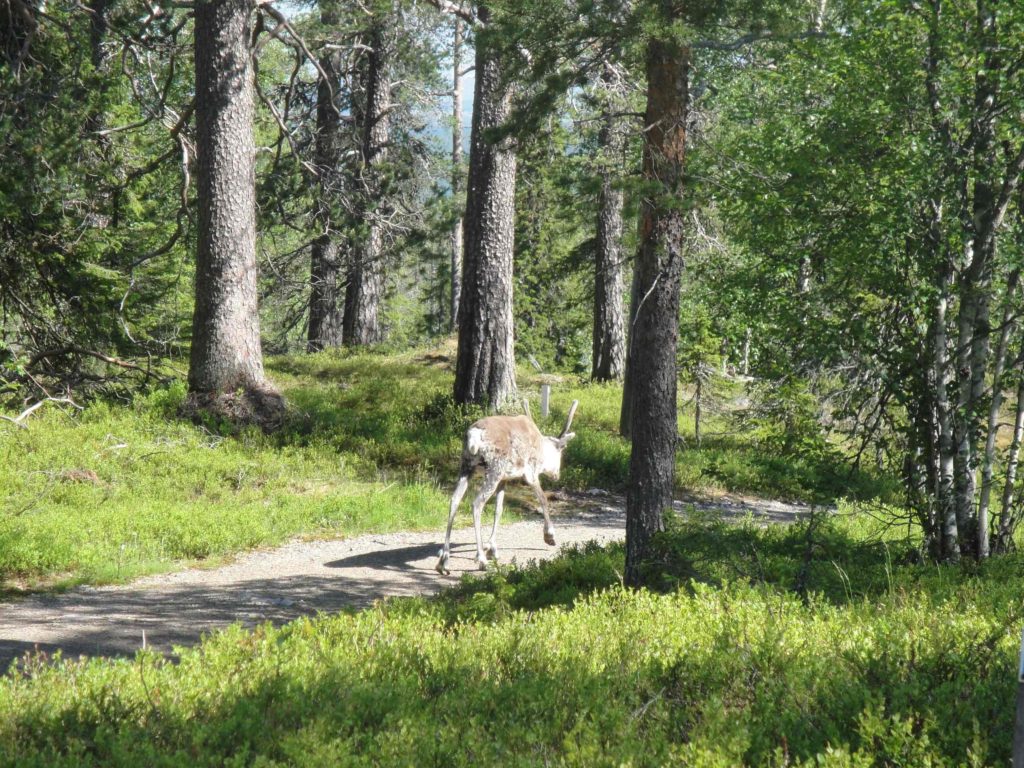renne parc national finlande ete