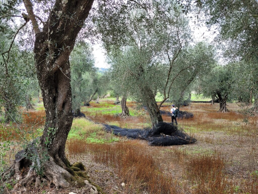 balade dans les champs d'oliviers